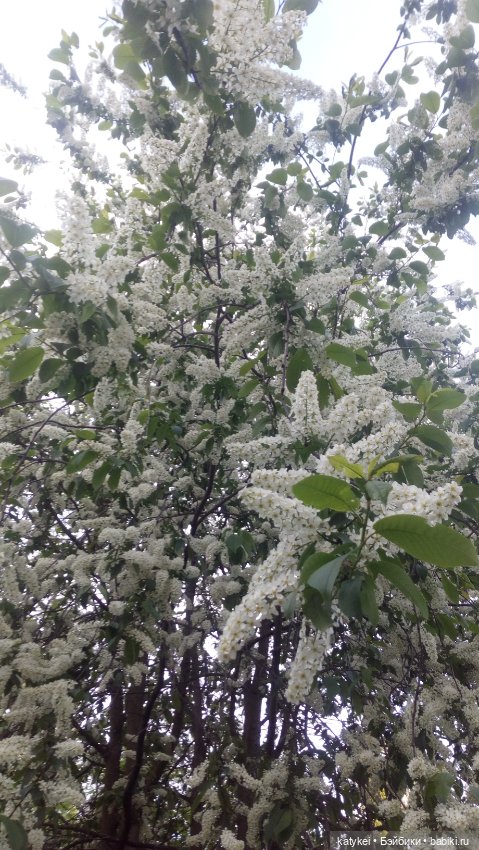 Всё цветёт. Пушин и Ко. 9 мая (фото 5)