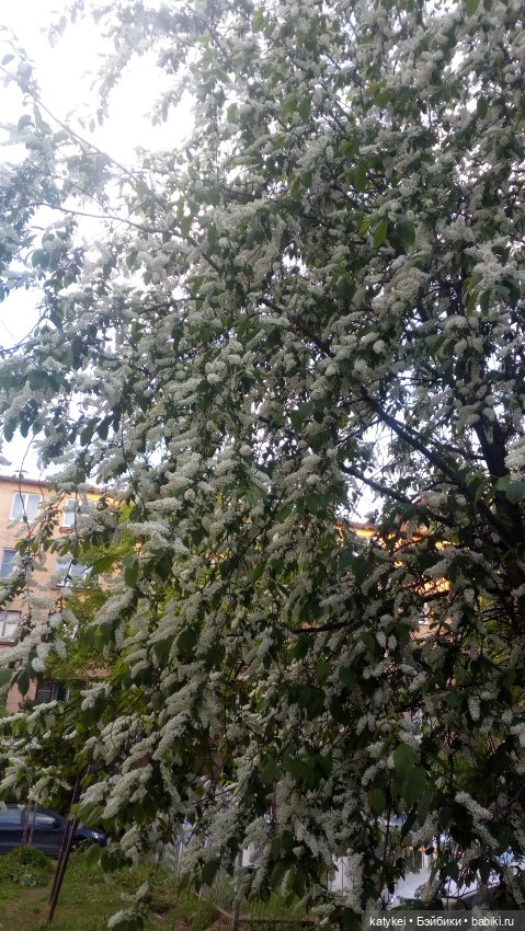 Всё цветёт. Пушин и Ко. 9 мая