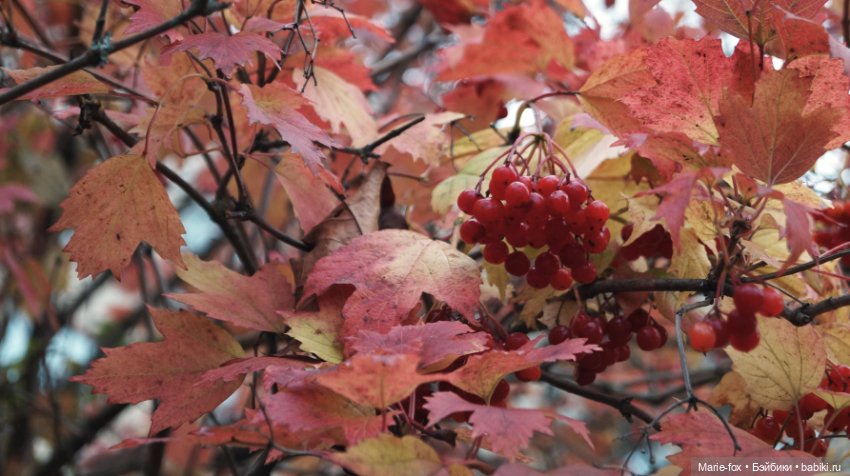 Калина красная. Что ты осень наделала с нами