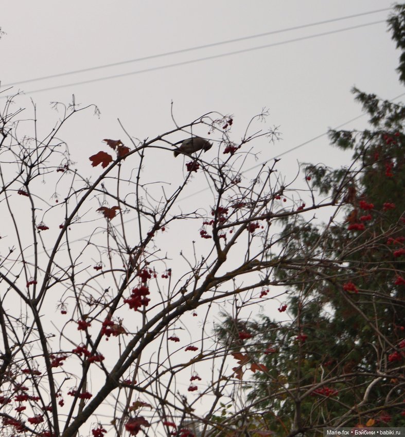 Калина красная. Что ты осень наделала с нами