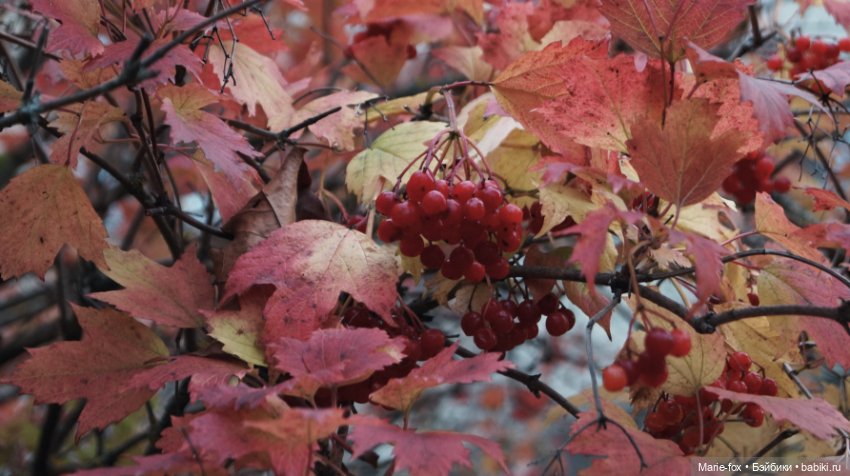 Калина красная. Что ты осень наделала с нами (фото 4)