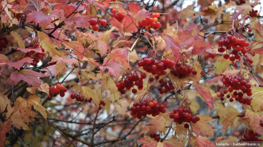 Калина красная. Что ты осень наделала с нами (фото 5)