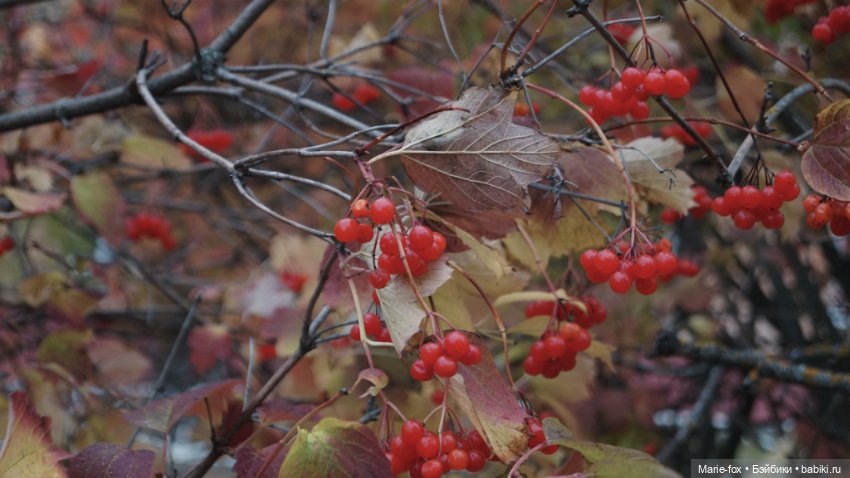 Калина красная. Что ты осень наделала с нами