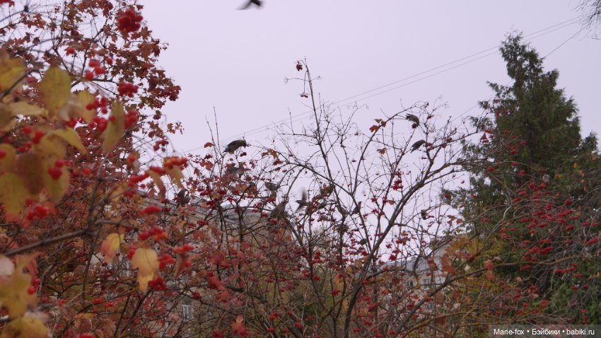 Калина красная. Что ты осень наделала с нами