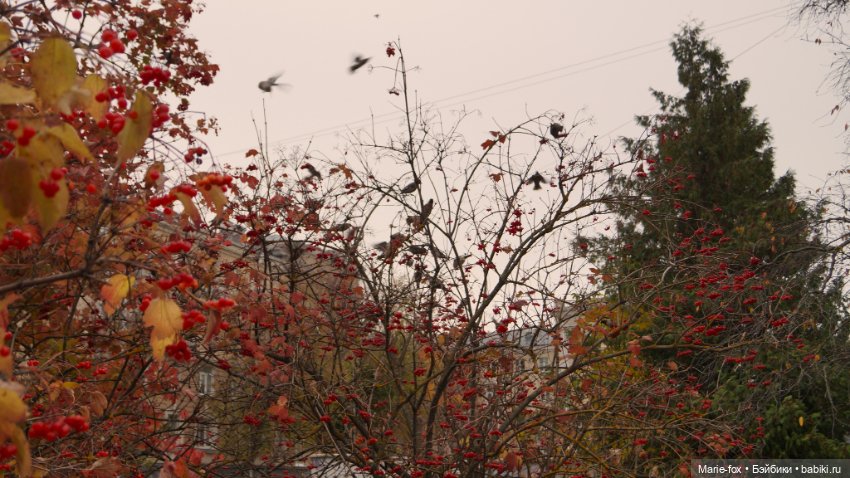 Калина красная. Что ты осень наделала с нами