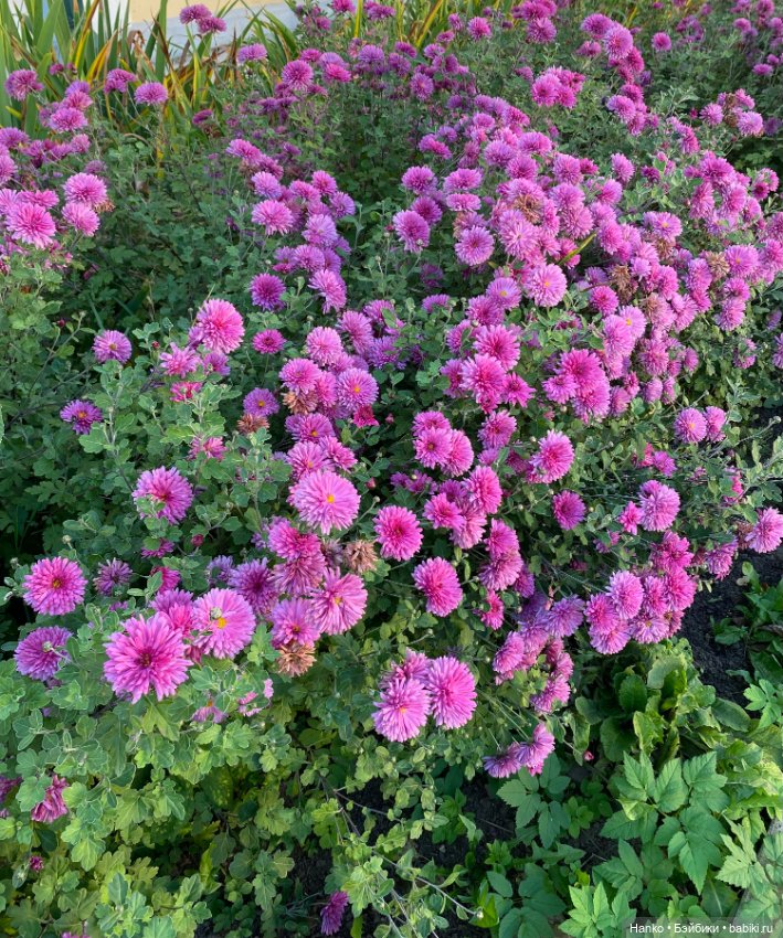 Простушки — Игровые куклы разных производителей (Разное): редкие бренды (фото 8)