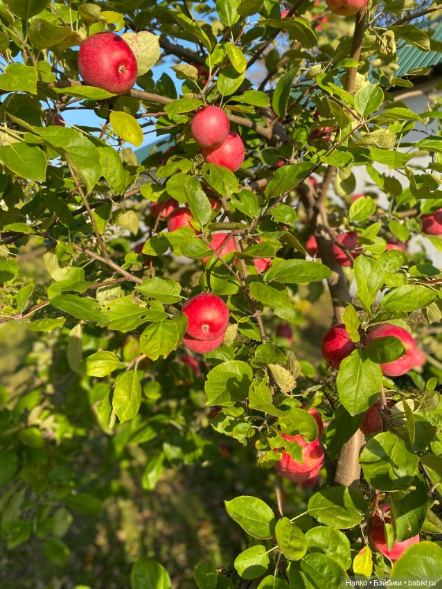 Простушки — Игровые куклы разных производителей (Разное): редкие бренды