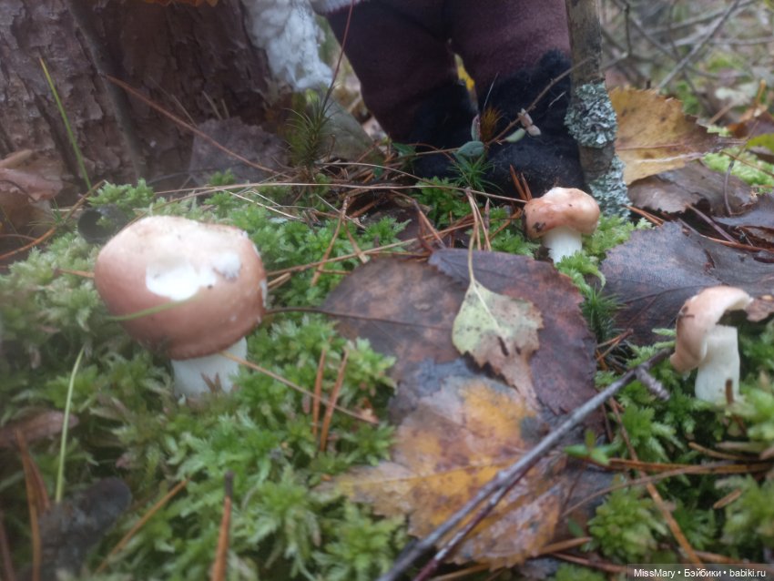 Веселые картинки - Елисей Поликарпович (фото 8)