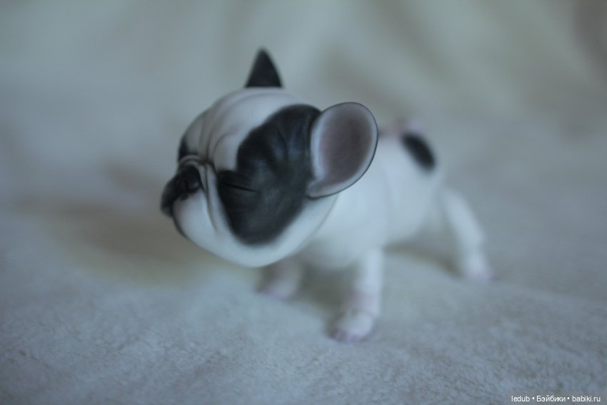 С сегодняшнего дня начался предзаказ на моего шарнирного щенка фрацузского бульдога