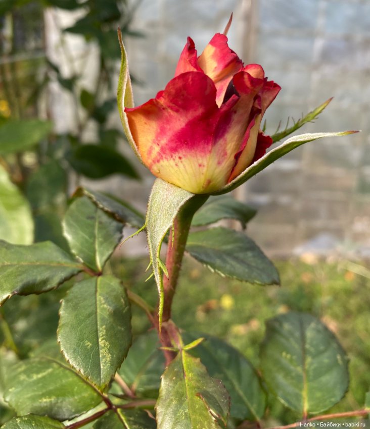 Персонаж — Игровые куклы разных производителей (Разное): редкие бренды