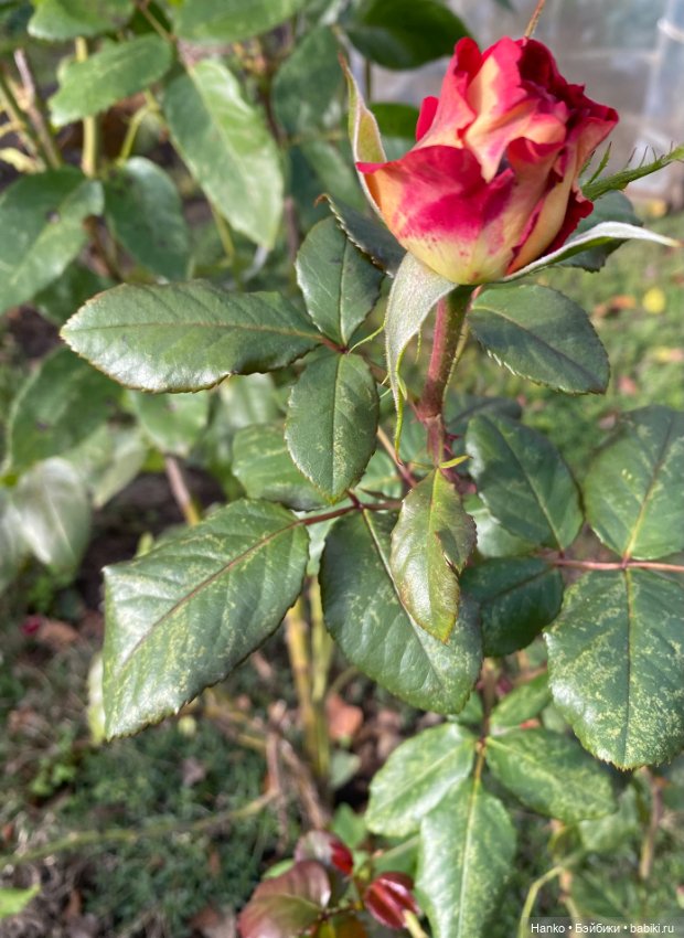 Персонаж — Игровые куклы разных производителей (Разное): редкие бренды