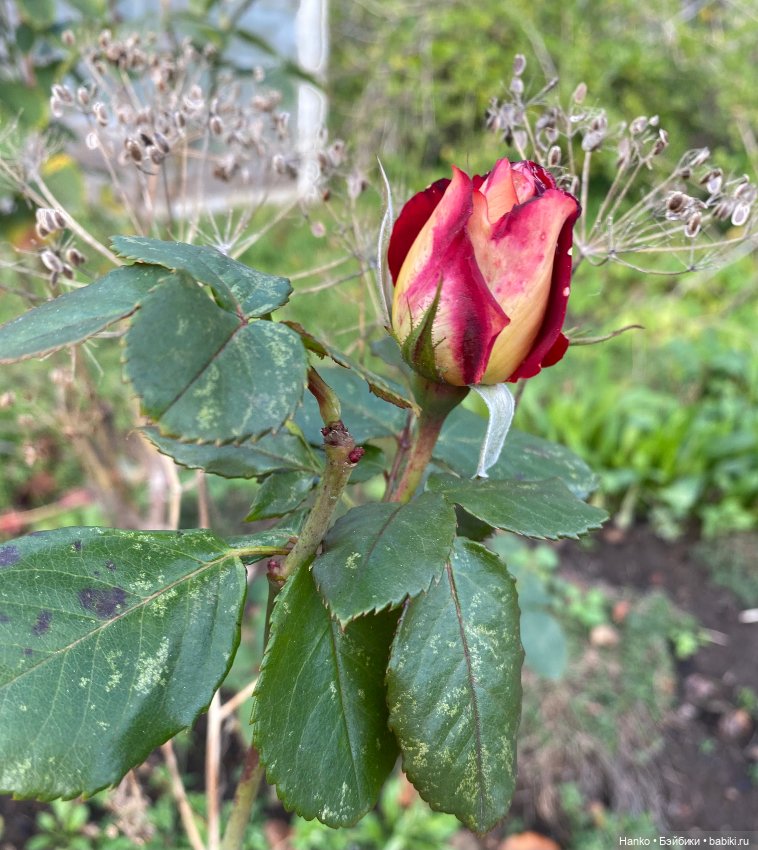 Персонаж — Игровые куклы разных производителей (Разное): редкие бренды