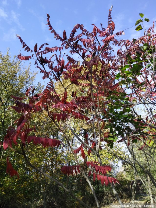 Мое имя🌼 — Домашние фото авторских кукол: личные коллекции (фото 9)