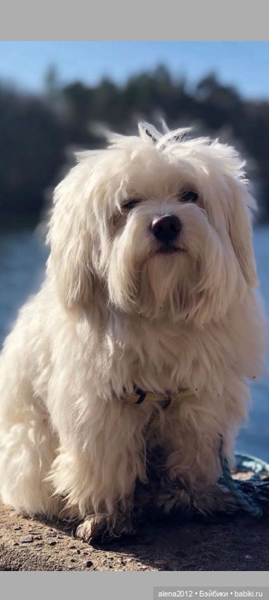 Потрясающие звери c говорящими глазами на картинах Alina Shriver