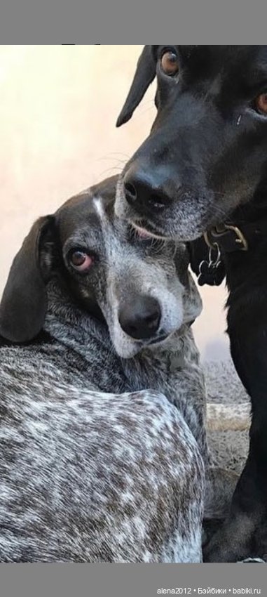 Потрясающие звери c говорящими глазами на картинах Alina Shriver