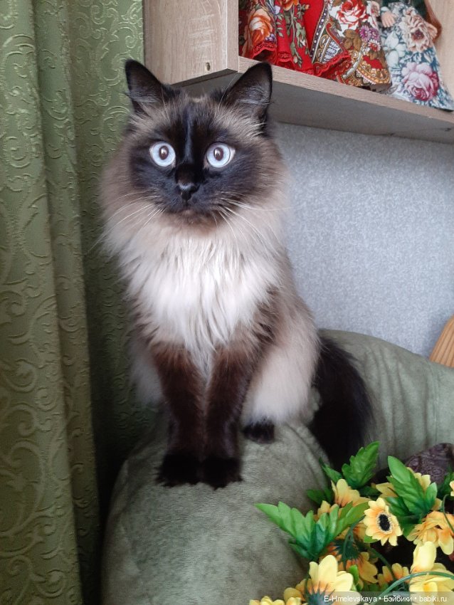 Мои пупсы: Маша — Куклы Paola Reina (Паола Рейна): новинки