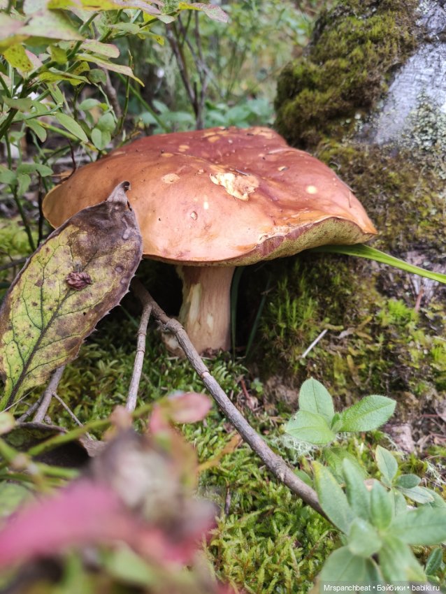 Наби - Путешествие на малую родину (фото 3)