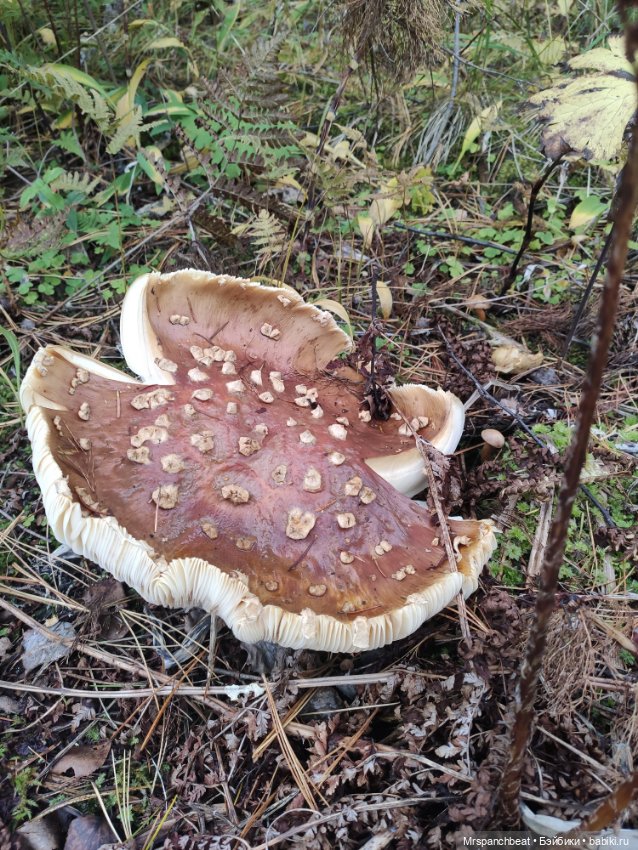 Наби - Путешествие на малую родину (фото 4)
