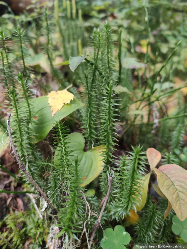 Наби - Путешествие на малую родину (фото 2)