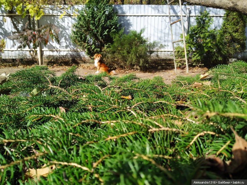 Баболечки вышли погулять — Куклы Baboliy (Баболи