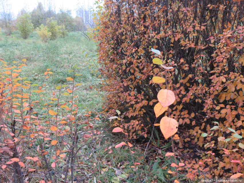 "Целая колода козырей" — Игровые куклы разных производителей (Разное): редкие бренды