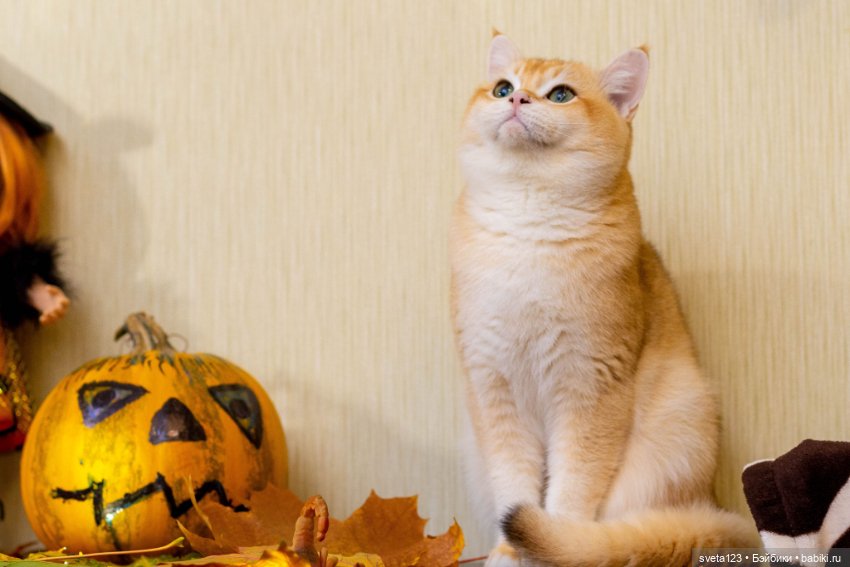 Поздравляем с Хэллоуином — Интересное и необычное: фотоподборки (фото 10)