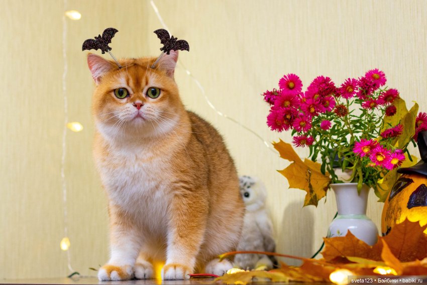 Поздравляем с Хэллоуином — Интересное и необычное: фотоподборки