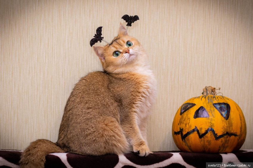 Поздравляем с Хэллоуином — Интересное и необычное: фотоподборки (фото 7)