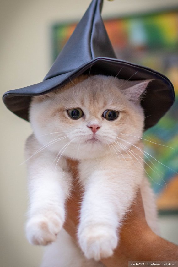 Поздравляем с Хэллоуином — Интересное и необычное: фотоподборки (фото 4)