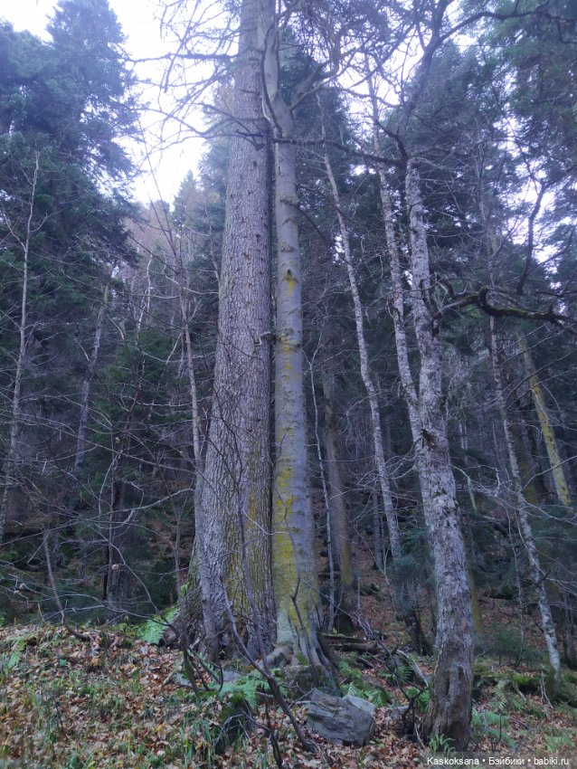 Экскурсия Джи Ен: прогулка в ущелье реки Алибек (фото 2)