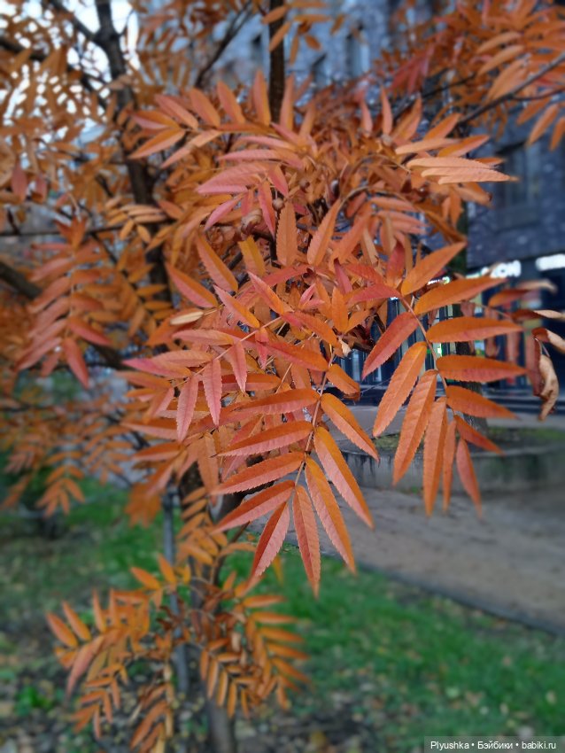 Моанкина осень/ Постконкурс (фото 9)
