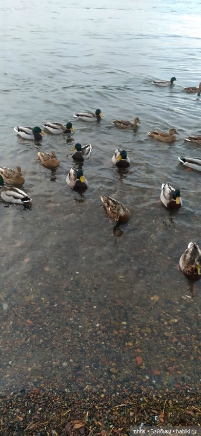 Прогулка с Басиками — Кот Басик (фото 3)