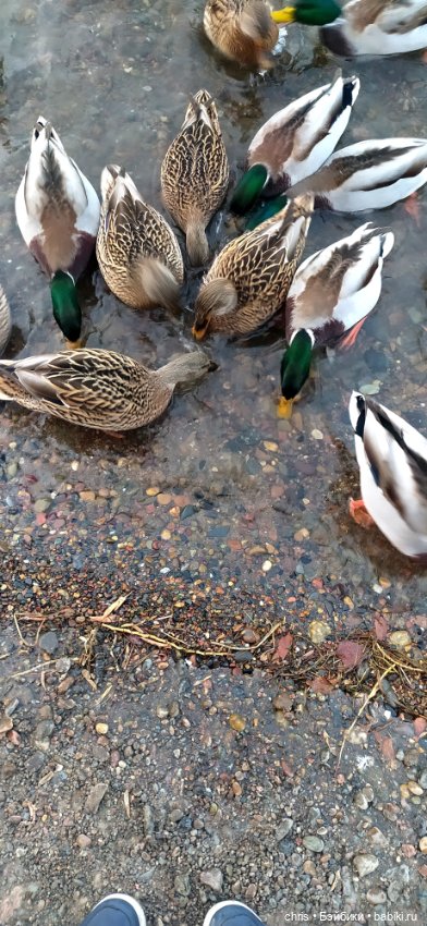 Прогулка с Басиками — Кот Басик (фото 8)