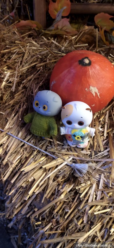 Прогулка с Басиками — Кот Басик