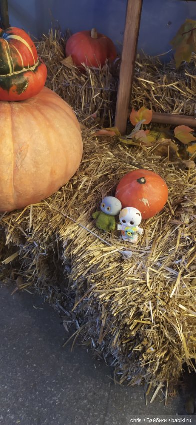 Прогулка с Басиками — Кот Басик