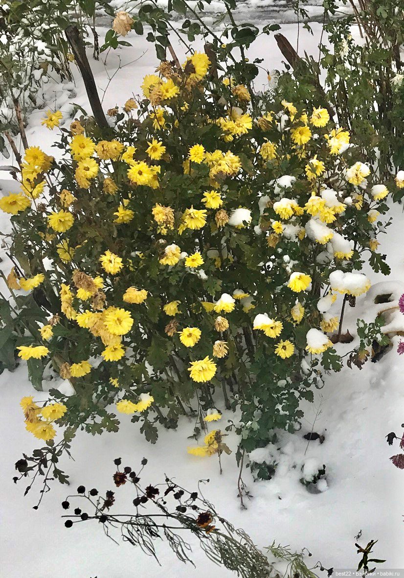 Золотая осень Луки — Авторские мишки Тедди и друзья: фото (фото 7)