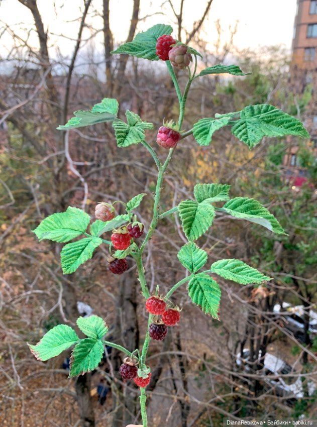 Ветка малины со светящимися ягодами (фото 4)