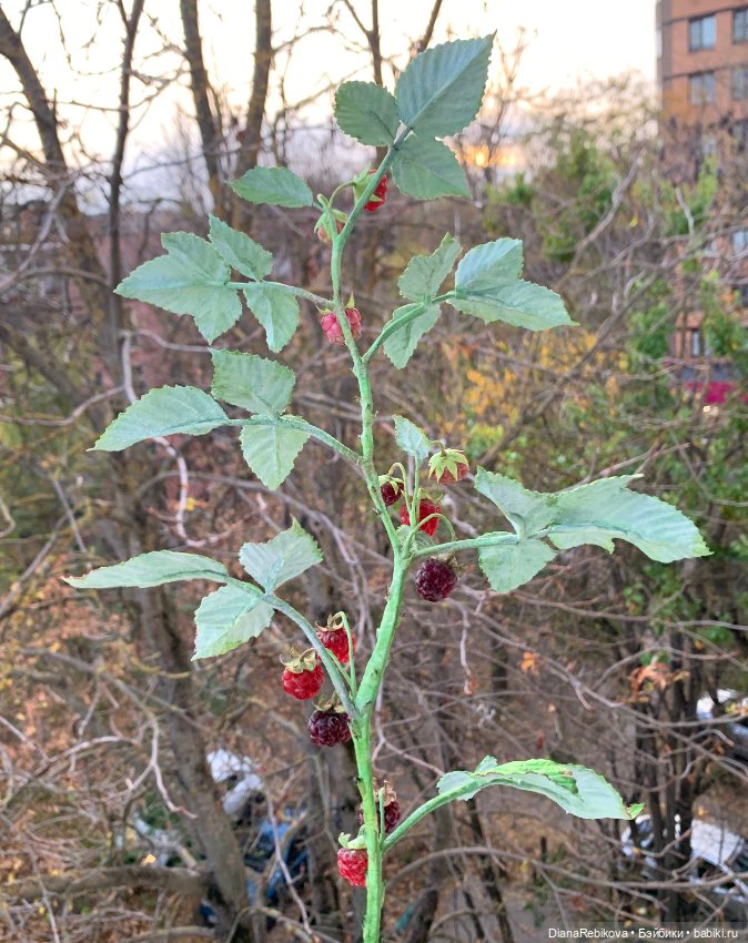 Ветка малины со светящимися ягодами (фото 8)