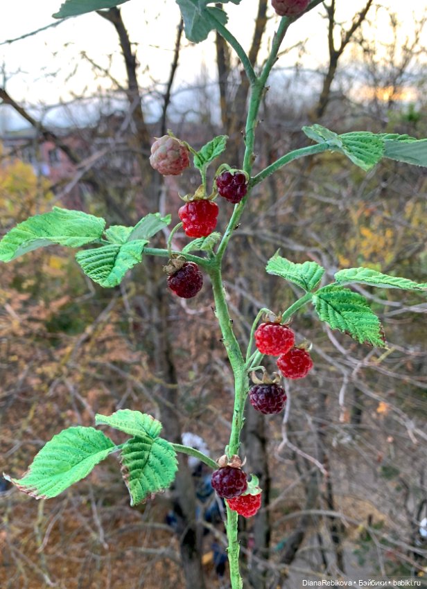 Ветка малины со светящимися ягодами (фото 7)