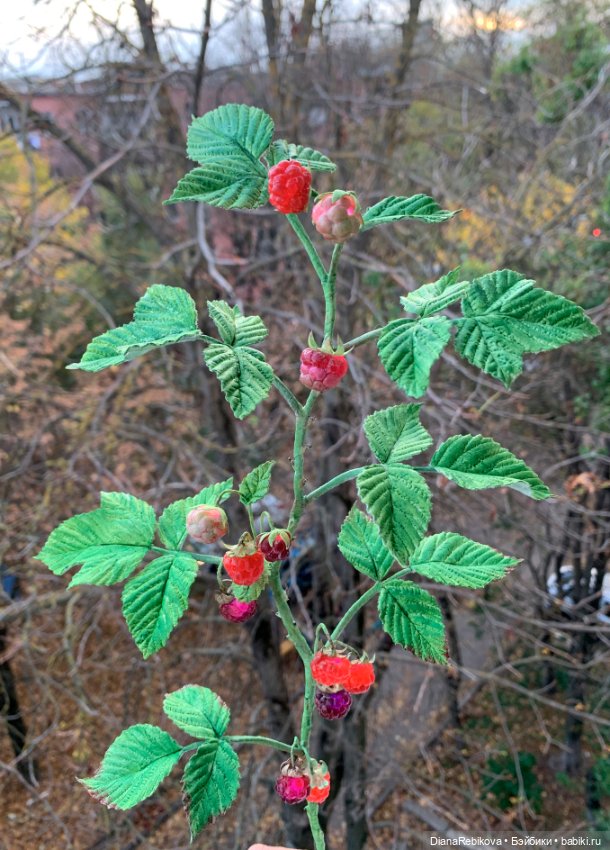 Ветка малины со светящимися ягодами