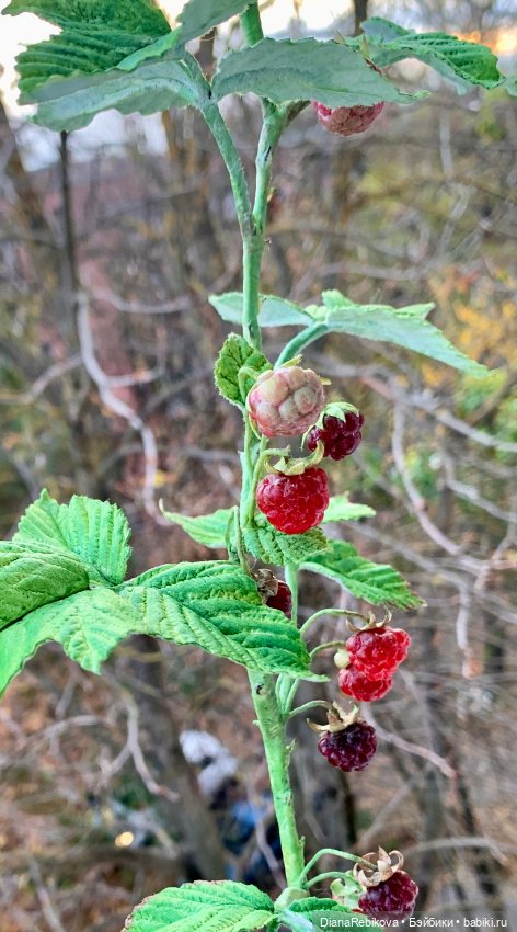 Ветка малины со светящимися ягодами