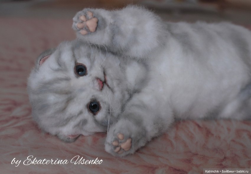 Шотландский котенок "Грис" (фото 6)