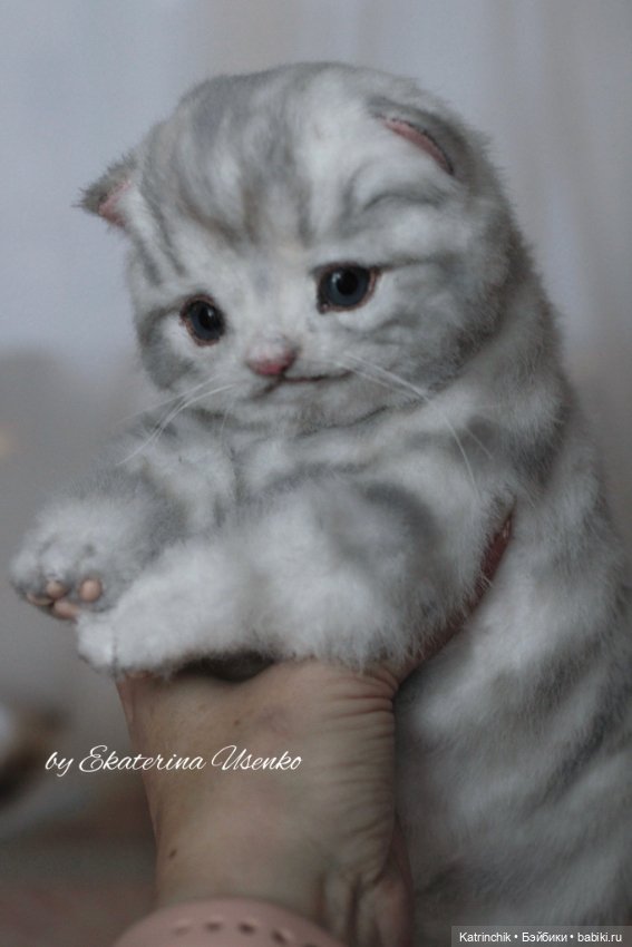 Шотландский котенок "Грис"