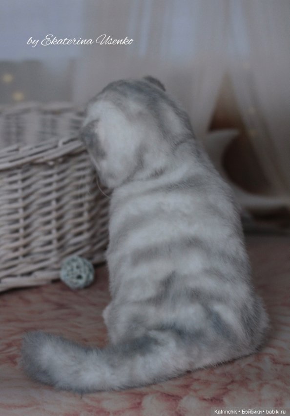 Шотландский котенок "Грис" (фото 4)
