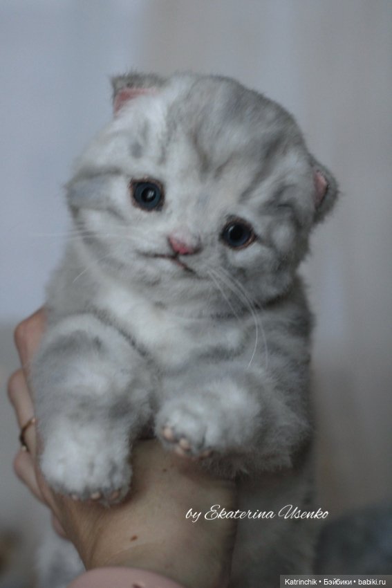 Шотландский котенок "Грис" (фото 3)