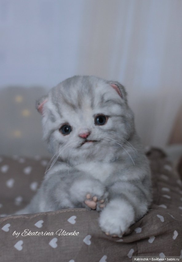 Шотландский котенок "Грис" (фото 8)