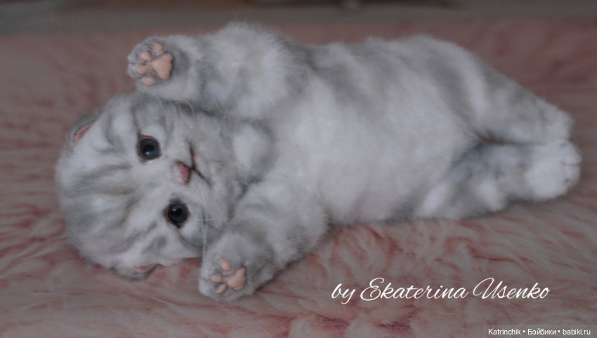 Шотландский котенок "Грис" (фото 7)