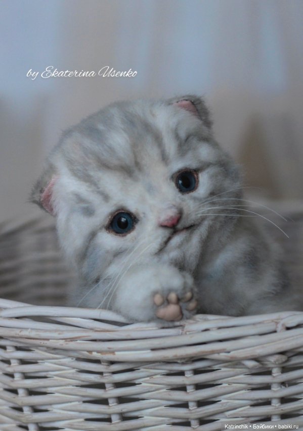 Шотландский котенок "Грис" (фото 2)