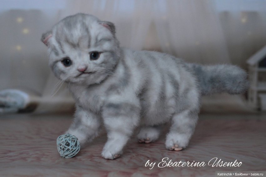 Шотландский котенок "Грис" (фото 9)