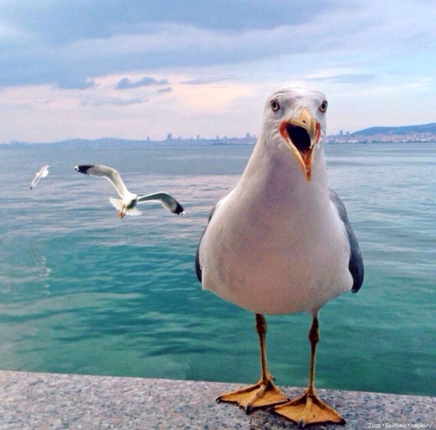 Чайка Александр — Авторские мишки Тедди и друзья: фото